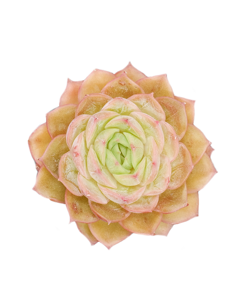 Echeveria Onslow