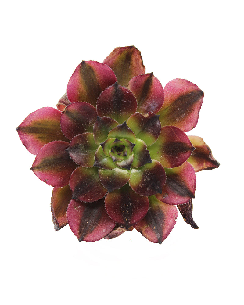 Aeonium Afterglow Light