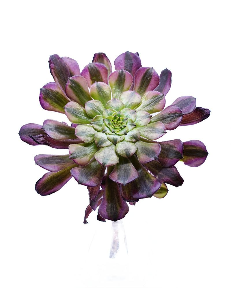 Aeonium God of Fire