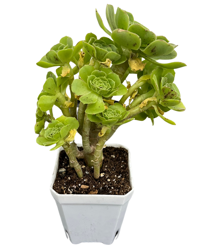 Aeonium Green Cashmere