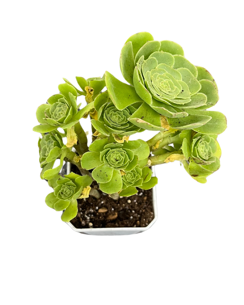 Aeonium Green Cashmere