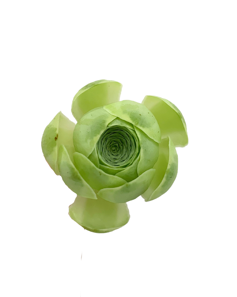 Greenovia Aureum Var.