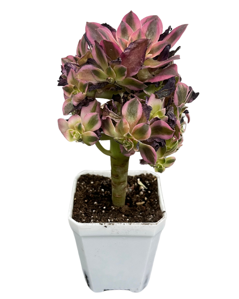 Aeonium Pink Witch