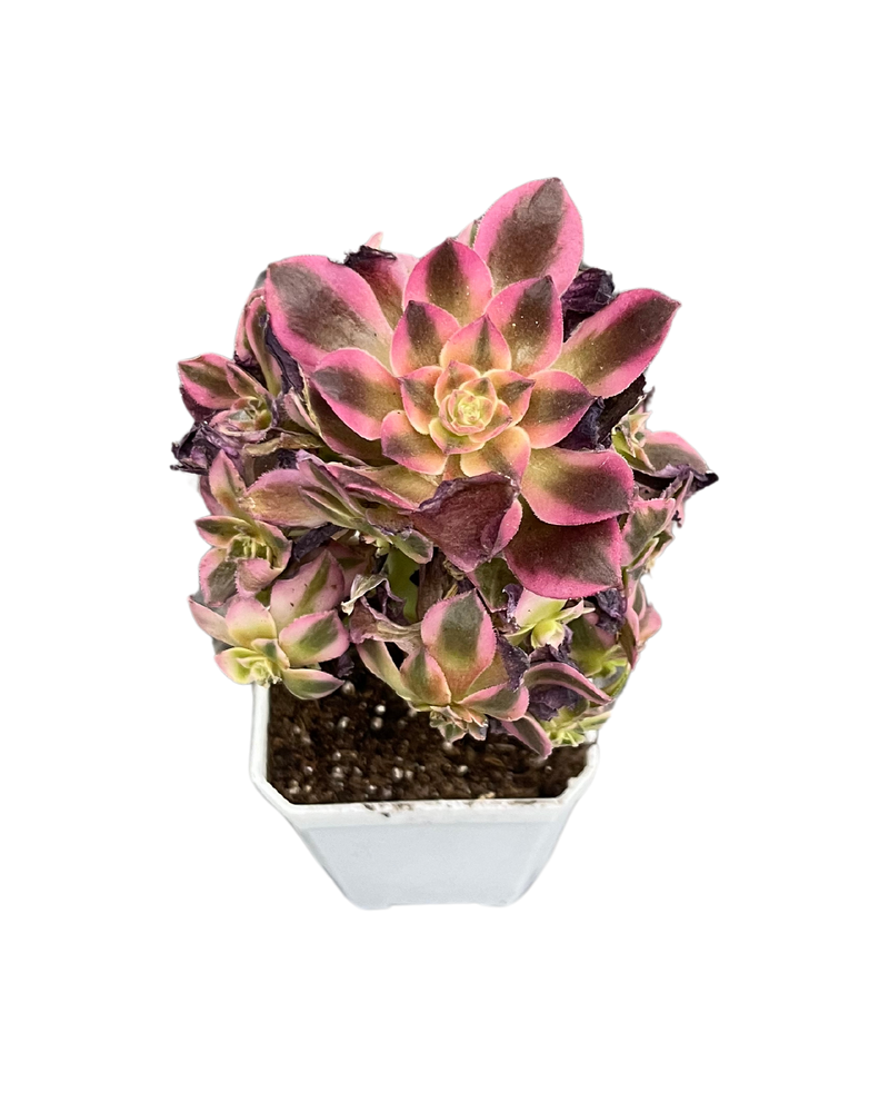 Aeonium Pink Witch
