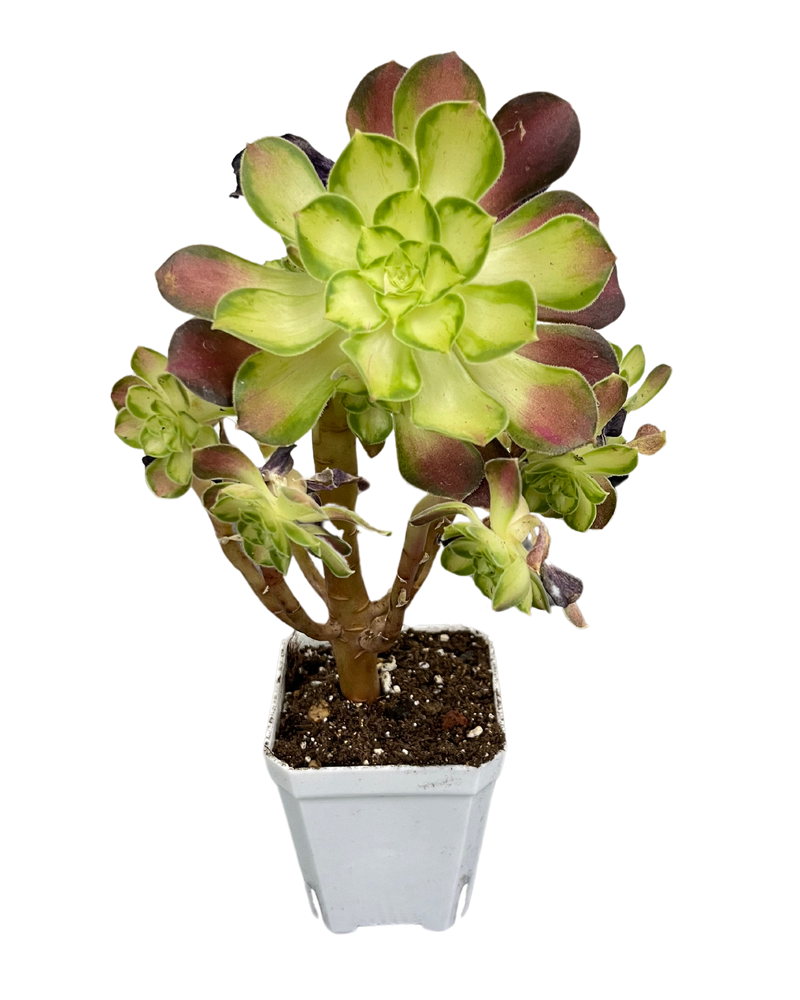Aeonium Shao Hua