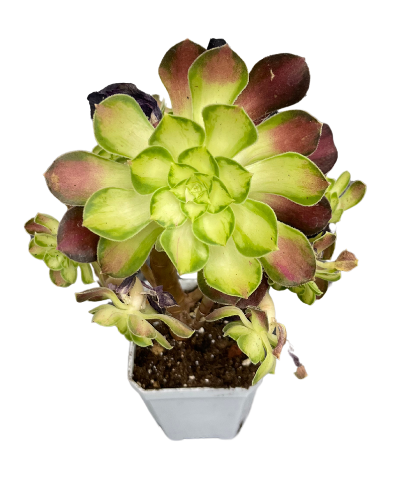 Aeonium Shao Hua