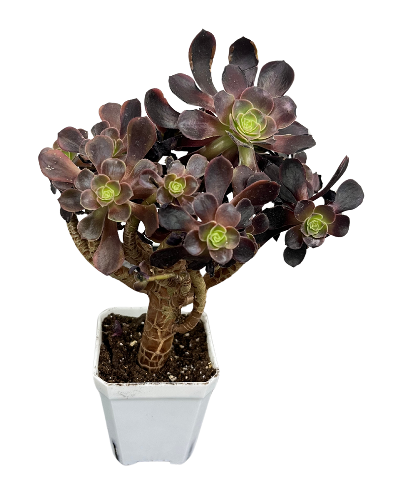 Aeonium Super Bang