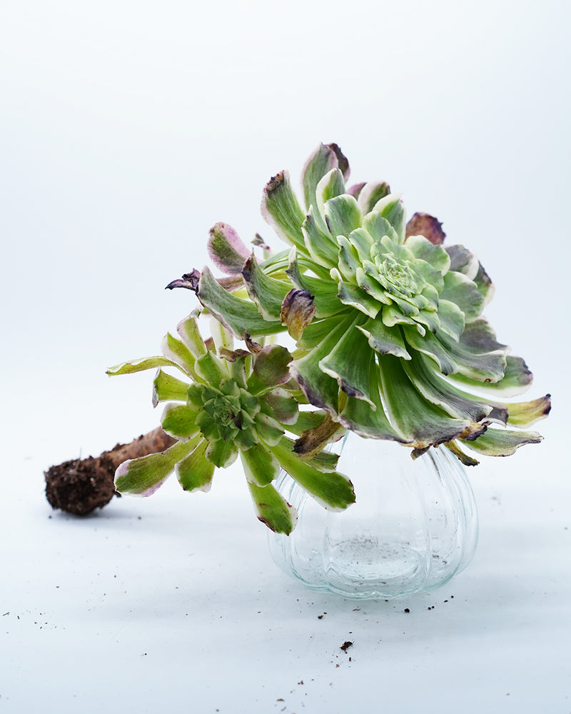 Aeonium Black and White Grid