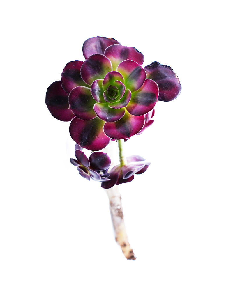 
                
                    Load image into Gallery viewer, Aeonium Chanel
                
            
