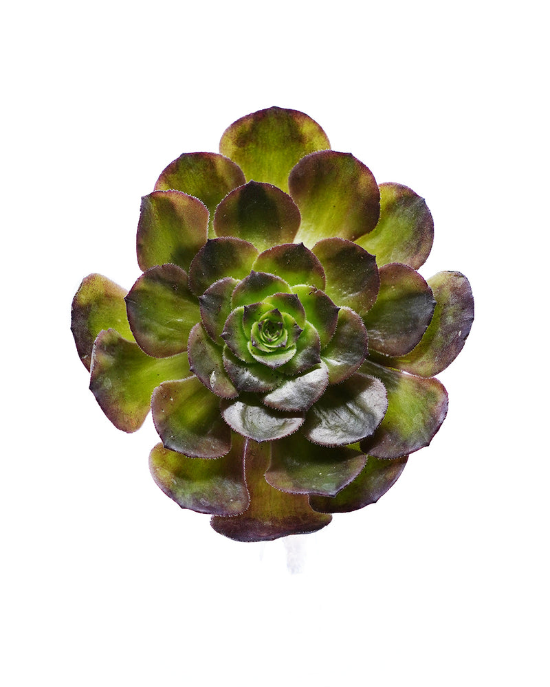 Aeonium Red Fox