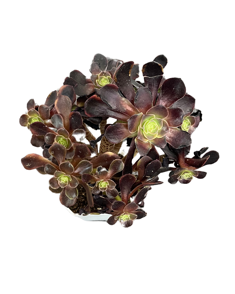 Aeonium Super Bang