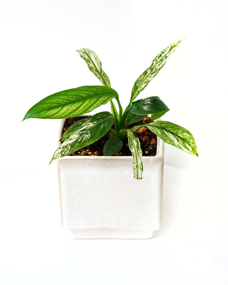 Aglaonema