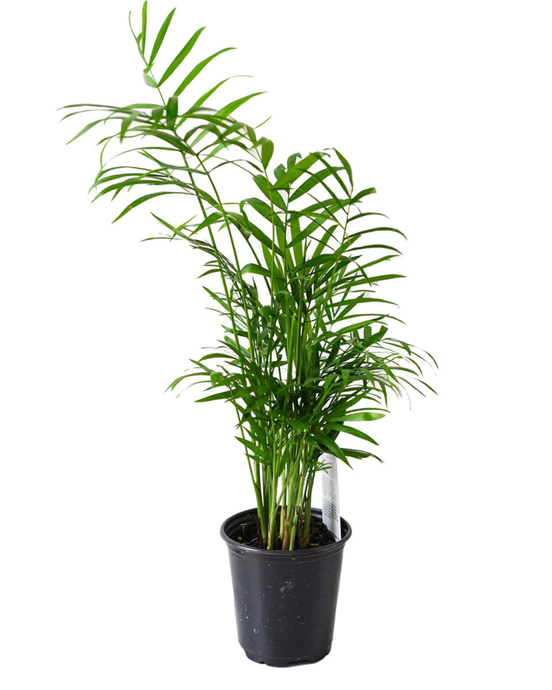 Palm Neanthabella Parlour