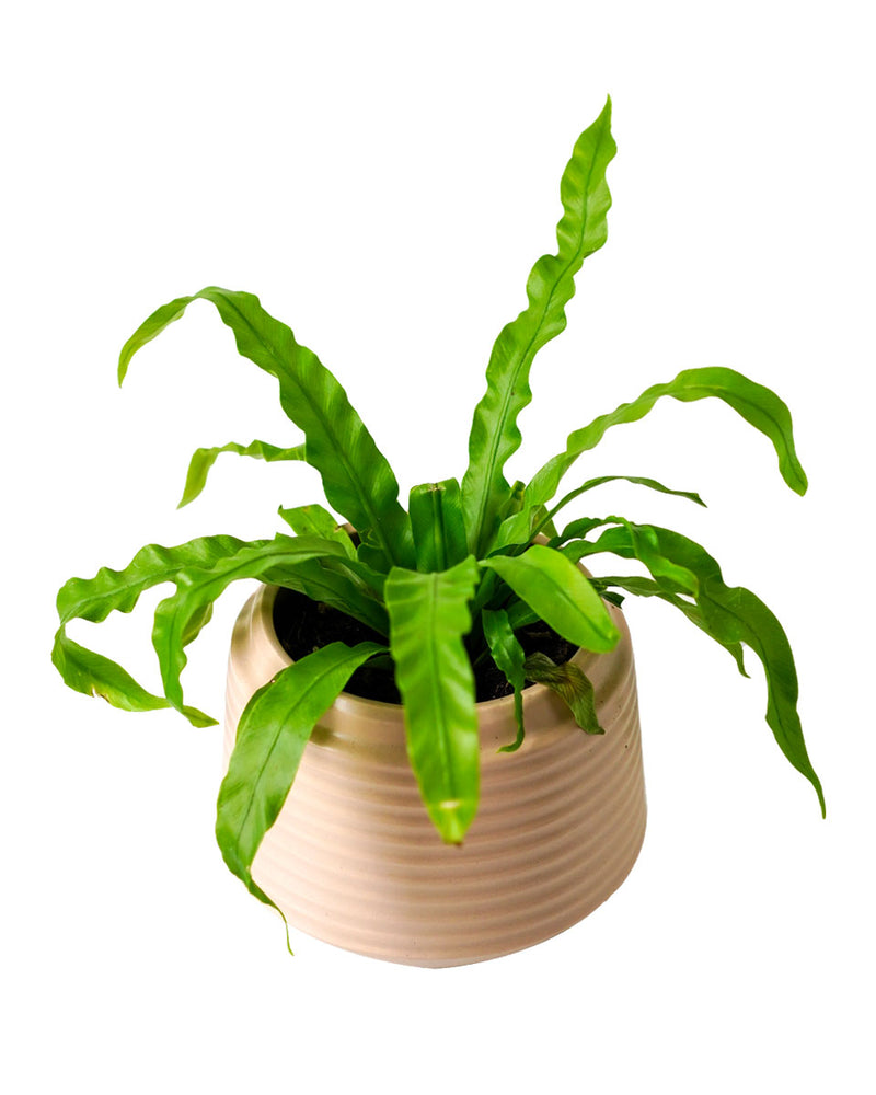 Bird Nest Fern