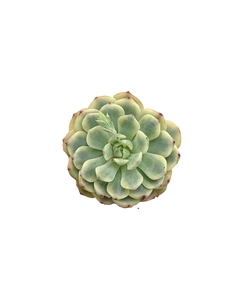Echeveria Blue Minima Var.