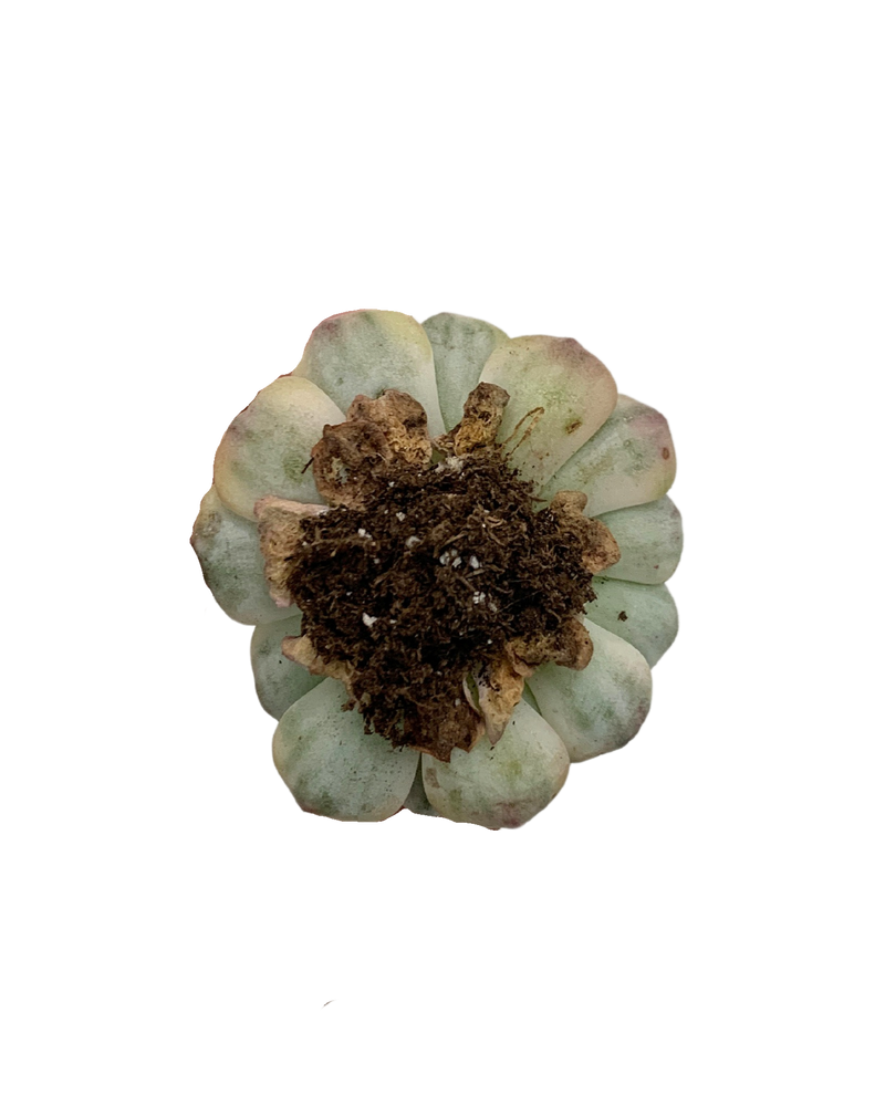 Echeveria Blue Minima Var.