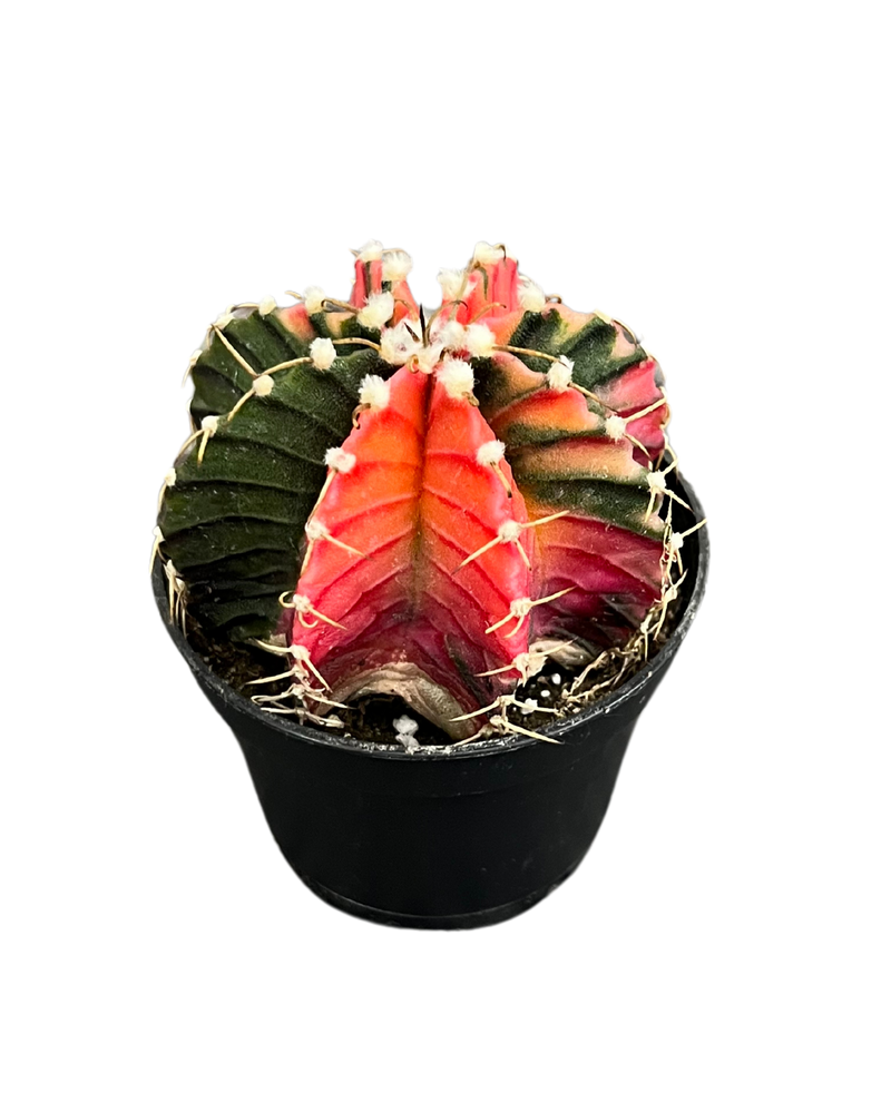 Gymnocalycium Mihanovichii Var - Cactus