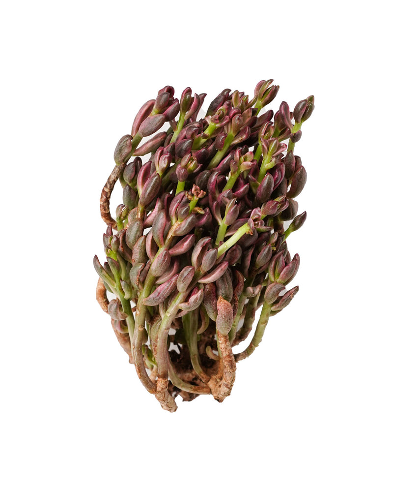 Chocolate Var.