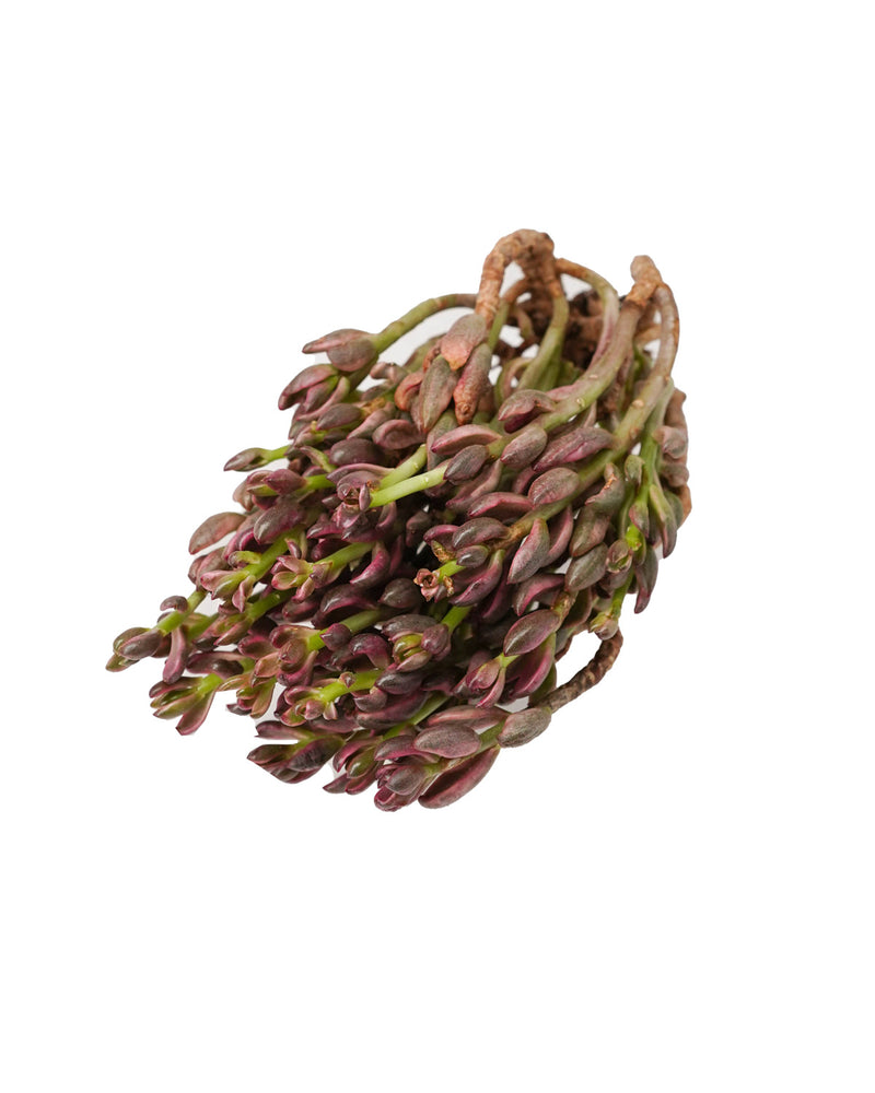 Chocolate Var.