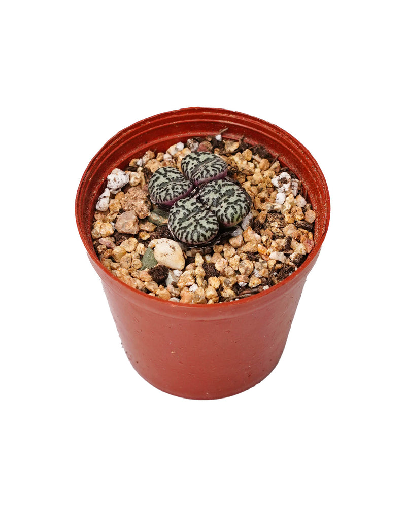 Conophytum