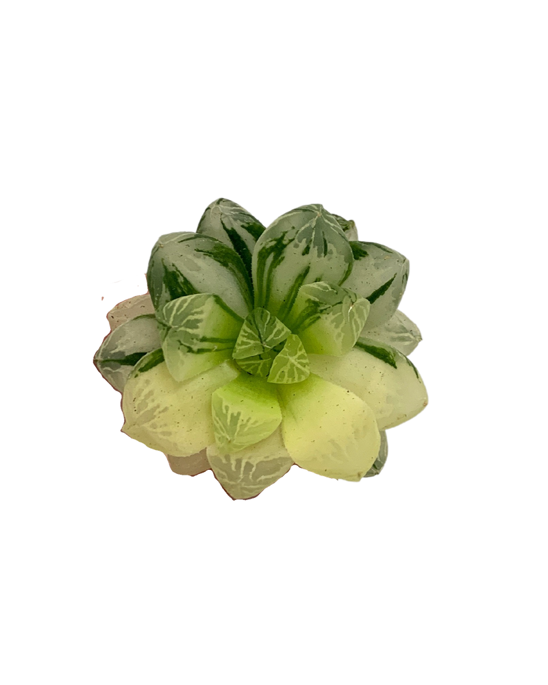 Haworthia Cooperi Var. Pilifera Variegated