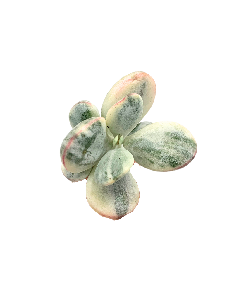 Cotyledon Orbiculata Variegated