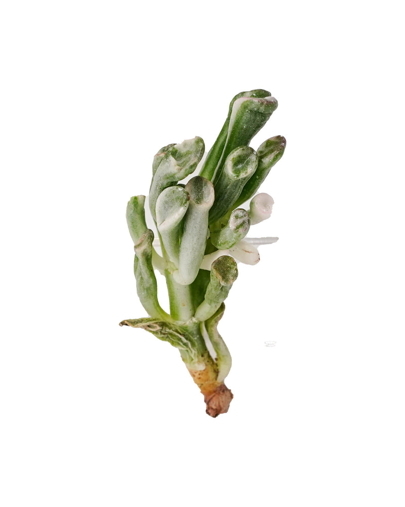 
                
                    Load image into Gallery viewer, Crassula Obilqua Gollum Var.
                
            