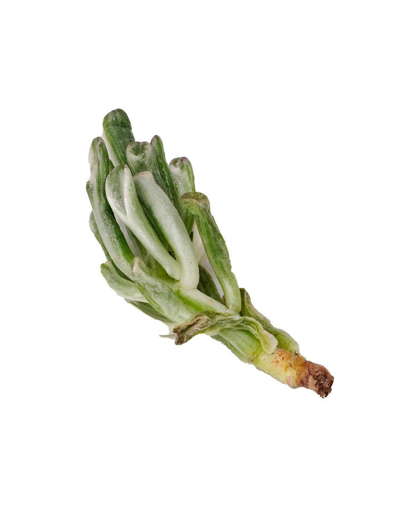 
                
                    Load image into Gallery viewer, Crassula Obilqua Gollum Var.
                
            