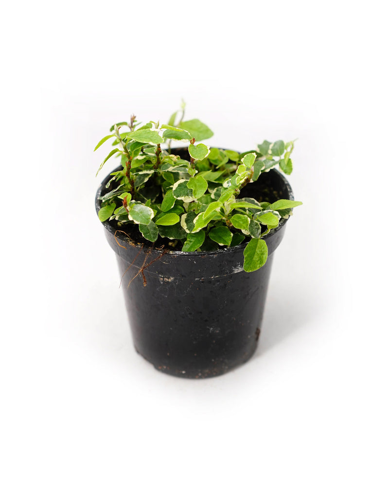 Creeping Fig