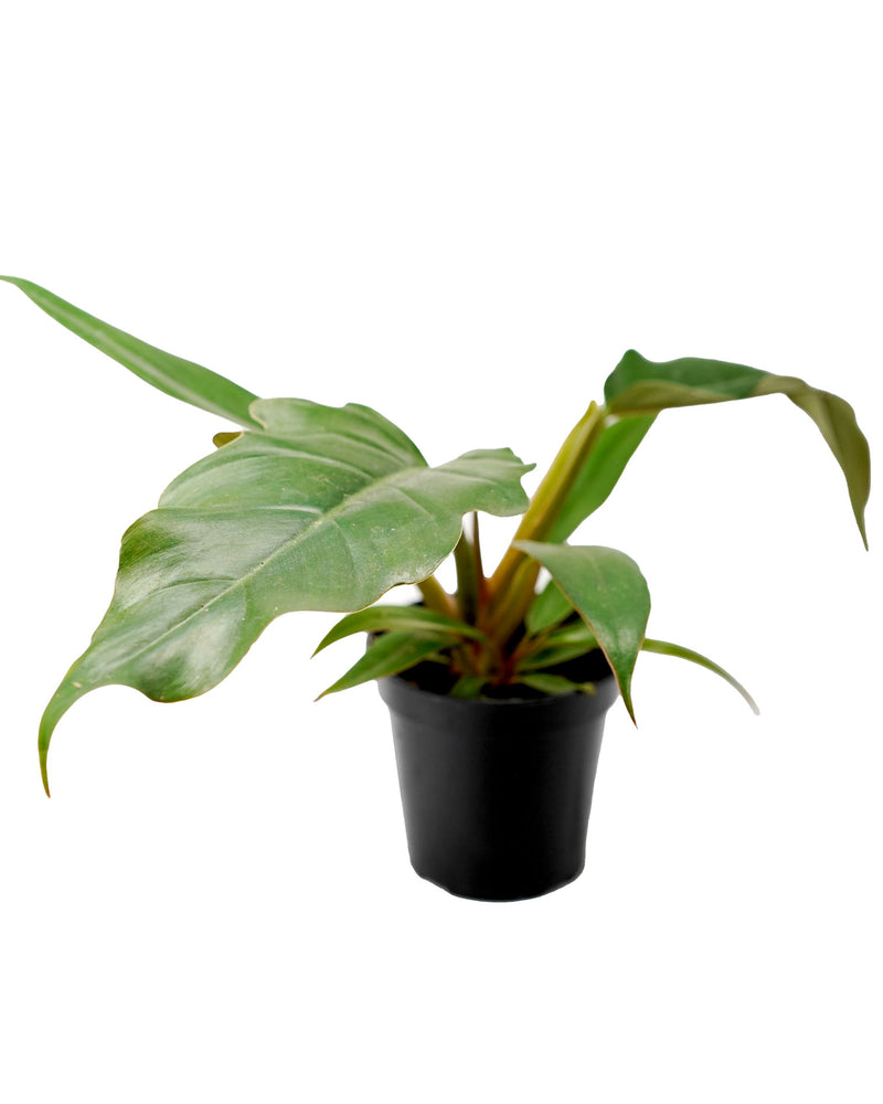 Philodendron Narrow