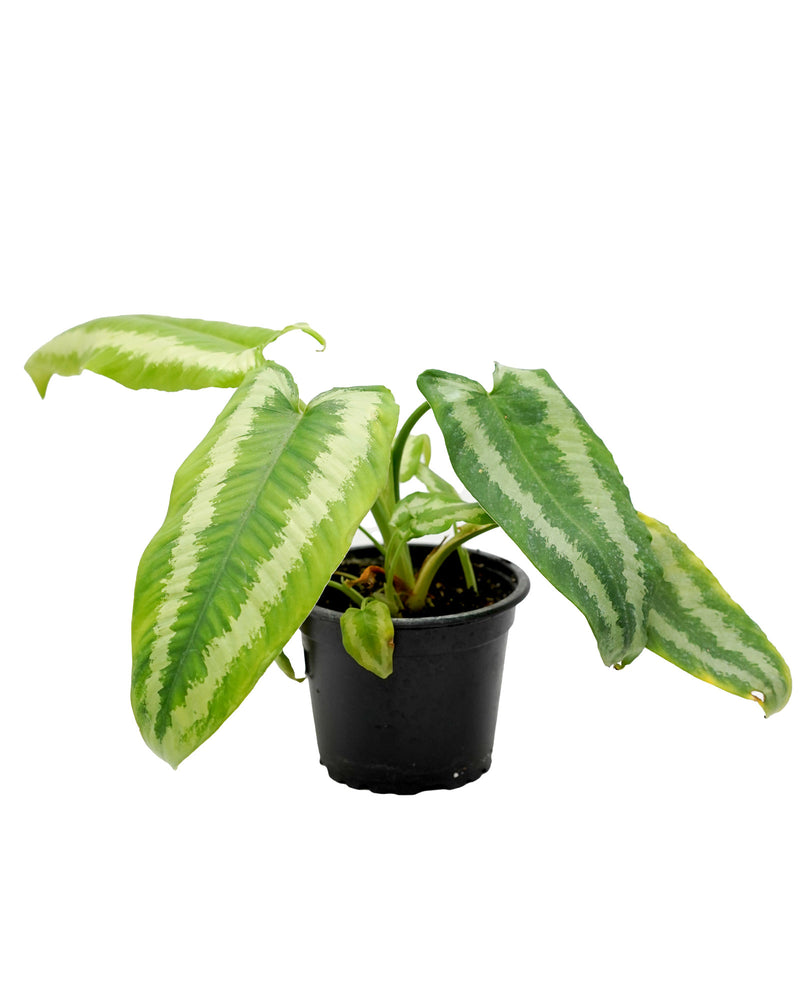 Schismatoglottis Wongii