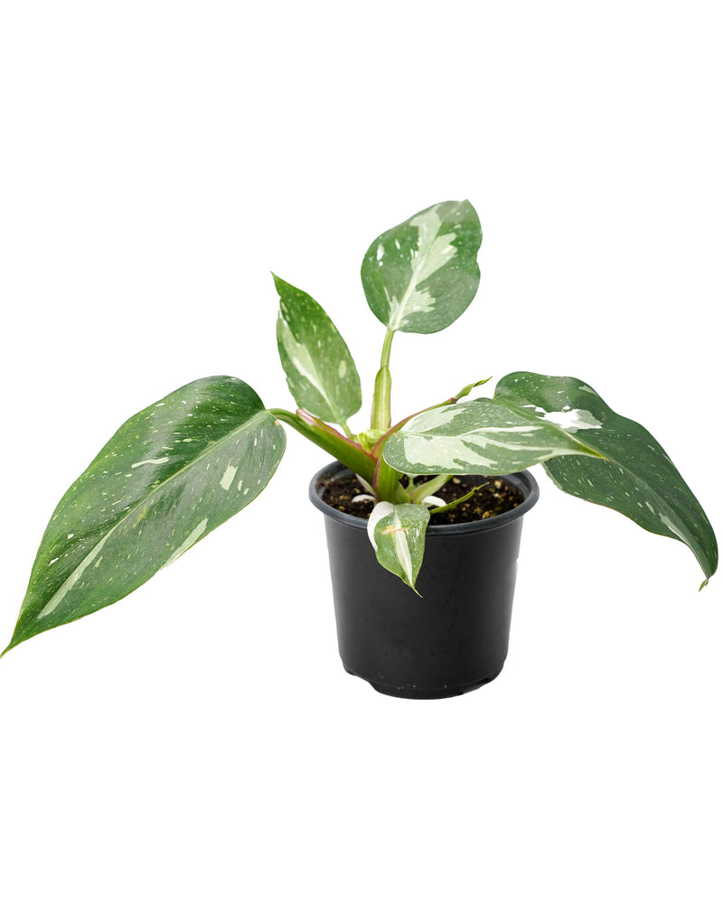 Philodendron White Princess