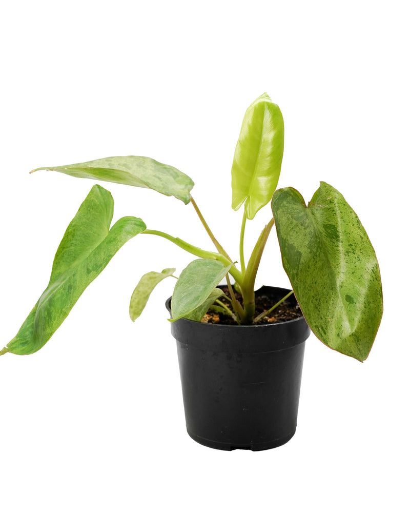 Philodendron Erubescens