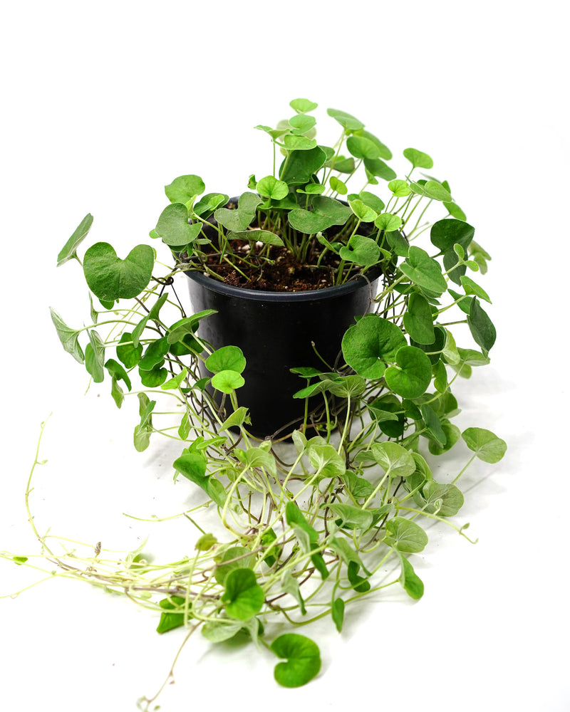 Dichondra Repens