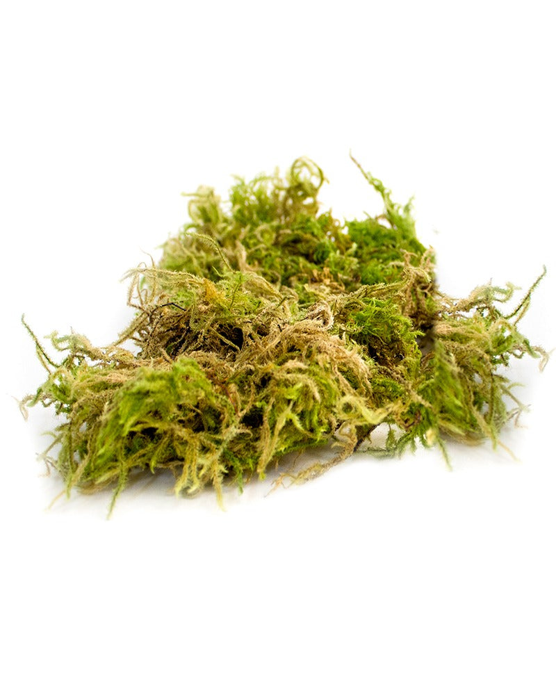 
                
                    Load image into Gallery viewer, Forest Moss Dried 2oz, 120 cu. in.
                
            
