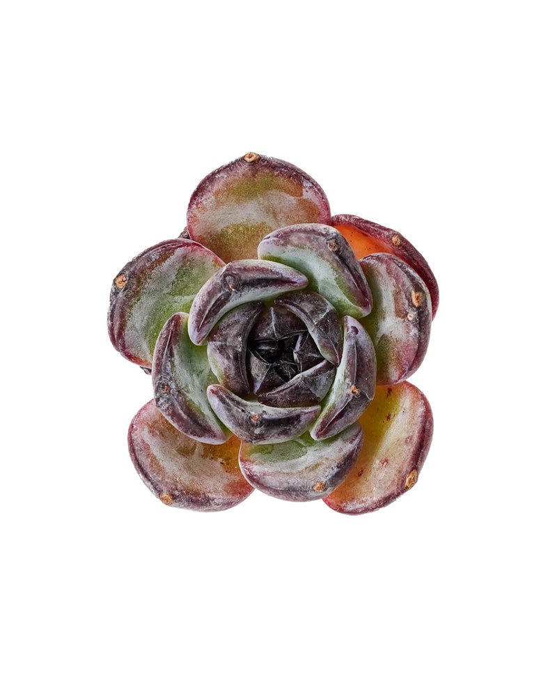 Echeveria Black Monroe