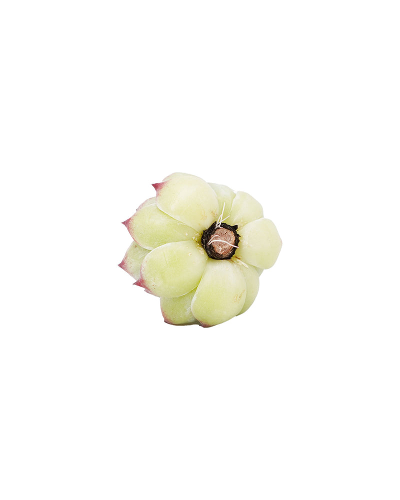 
                
                    Load image into Gallery viewer, Echeveria Chihuahuaensis
                
            