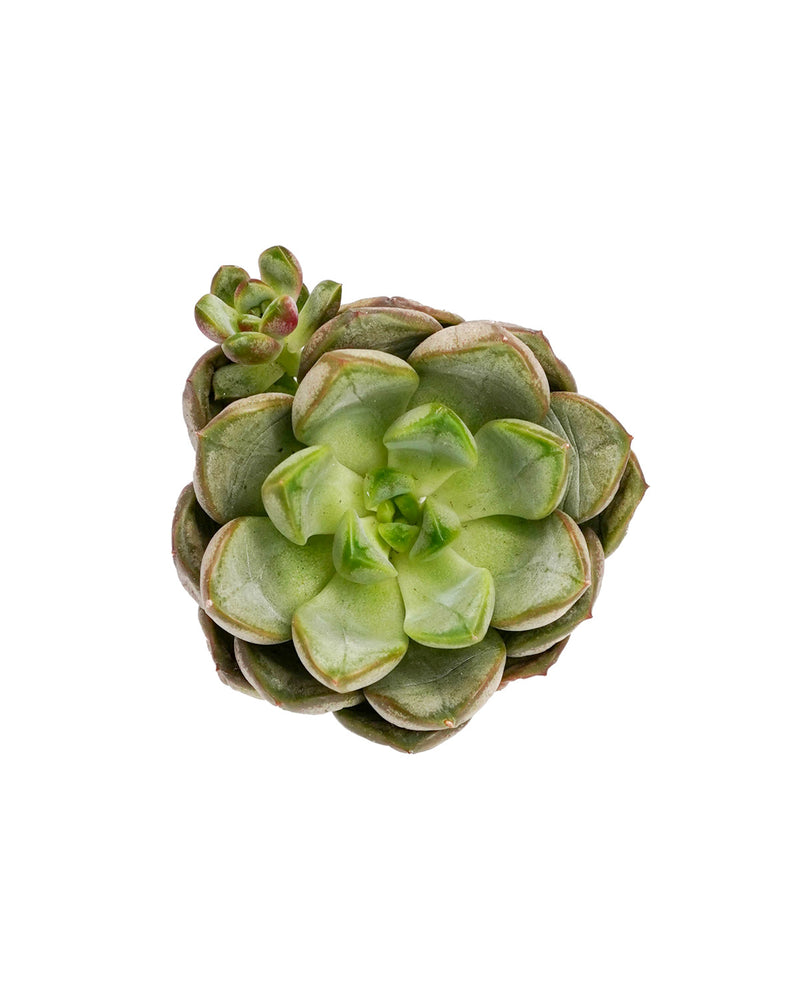 Echeveria Grape