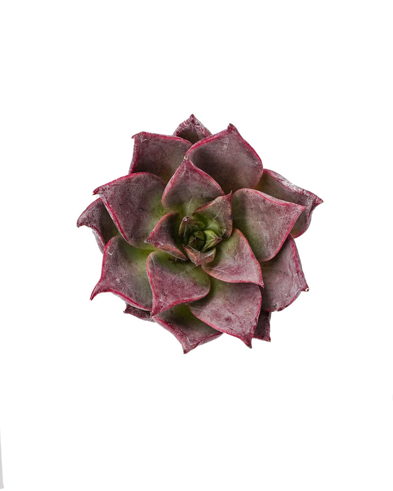 Echeveria Miya