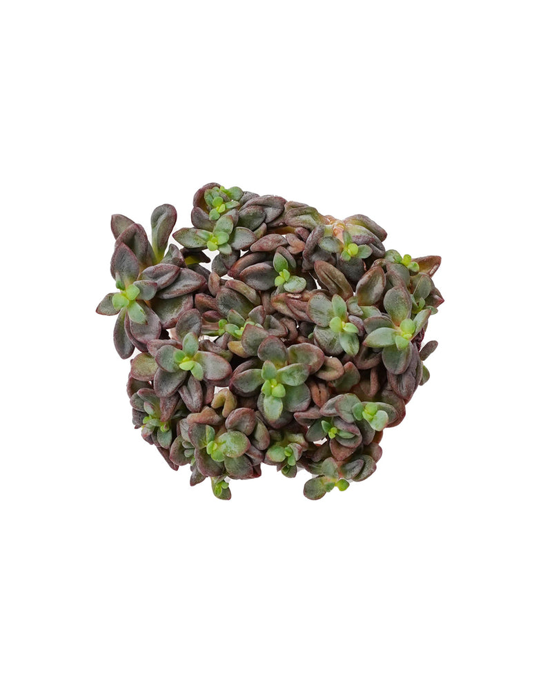 Echeveria CV Rezry