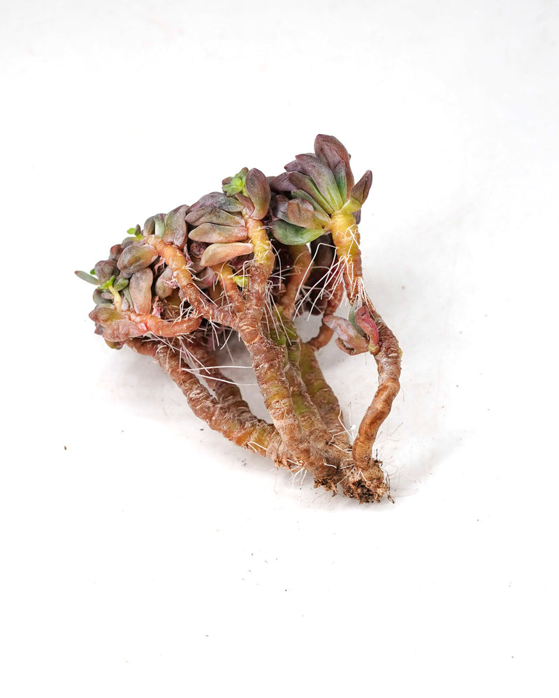 Echeveria CV Rezry