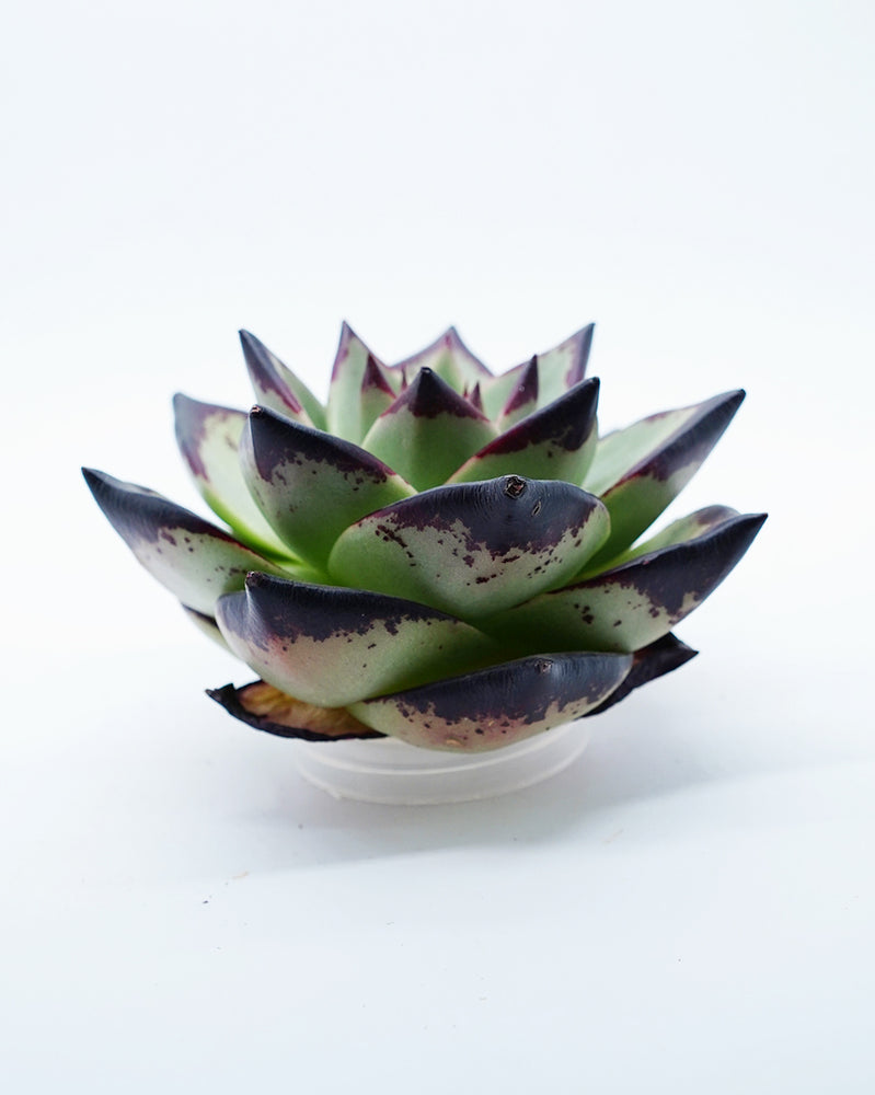 Echeveria Agavoides Ebony