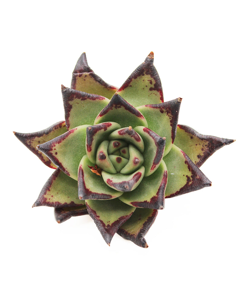 Echeveria Agavoides Ebony