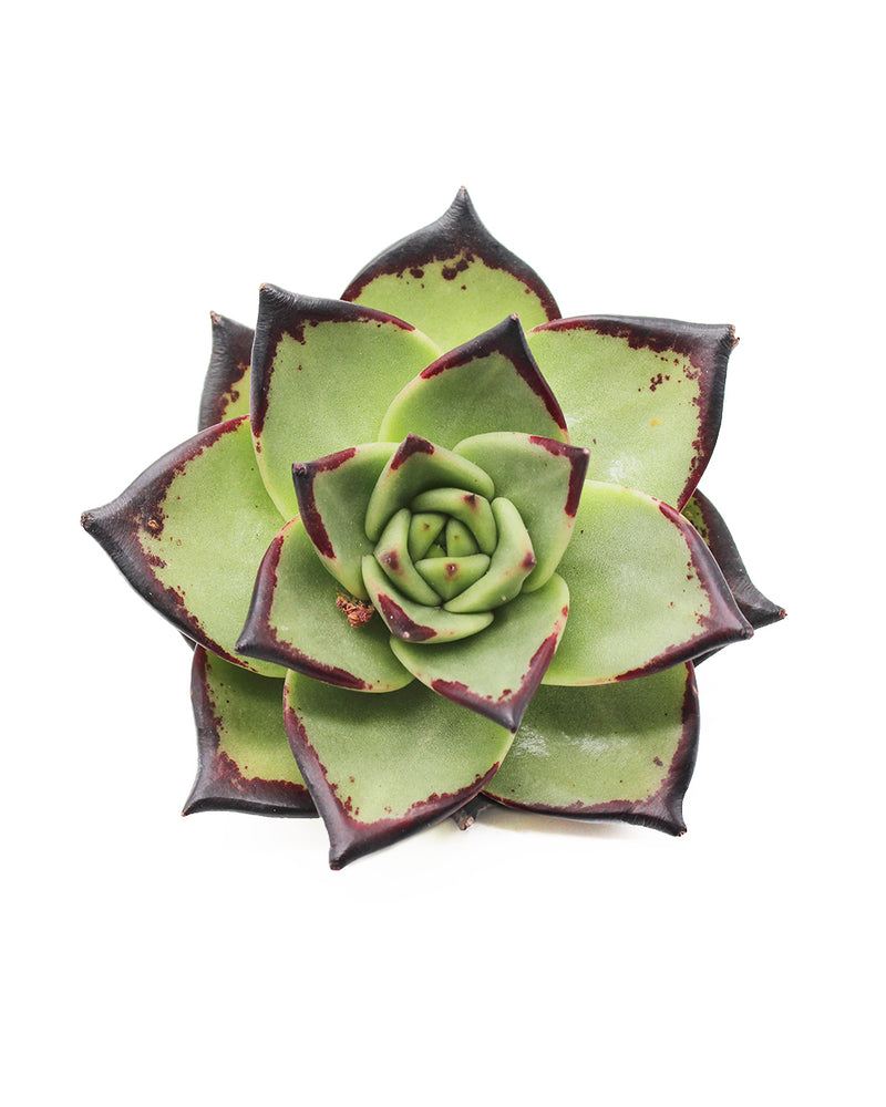 Echeveria Agavoides Ebony