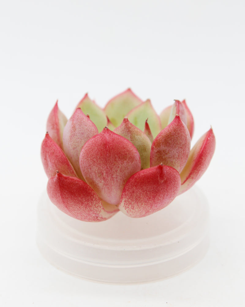 Echeveria Agyness Bean