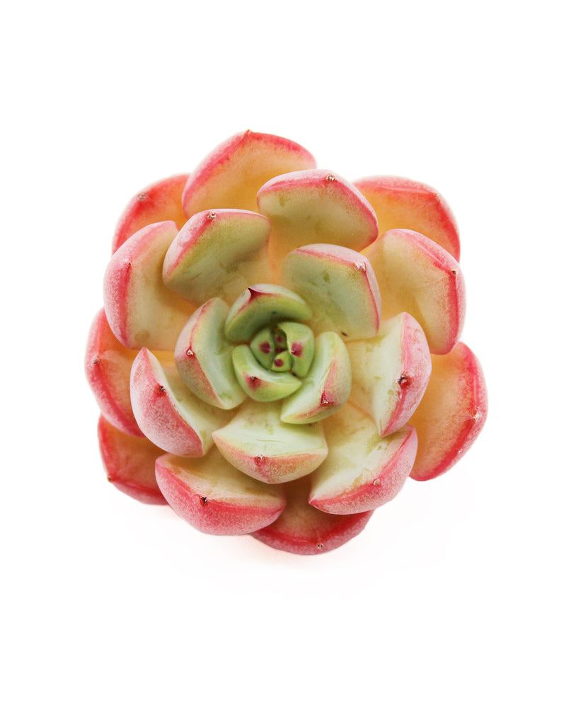 Echeveria Agyness Bean