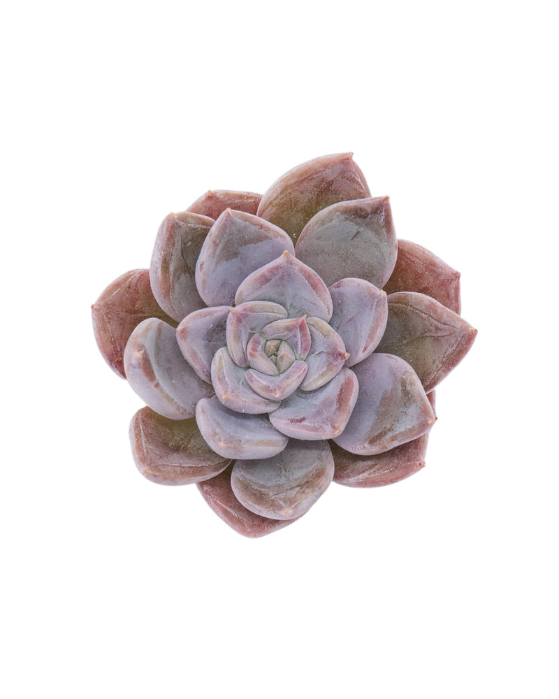 Echeveria Alpinise Gray