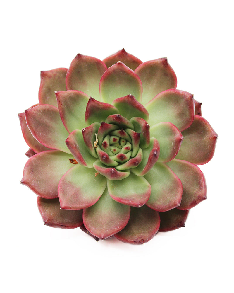 Echeveria Armstrong