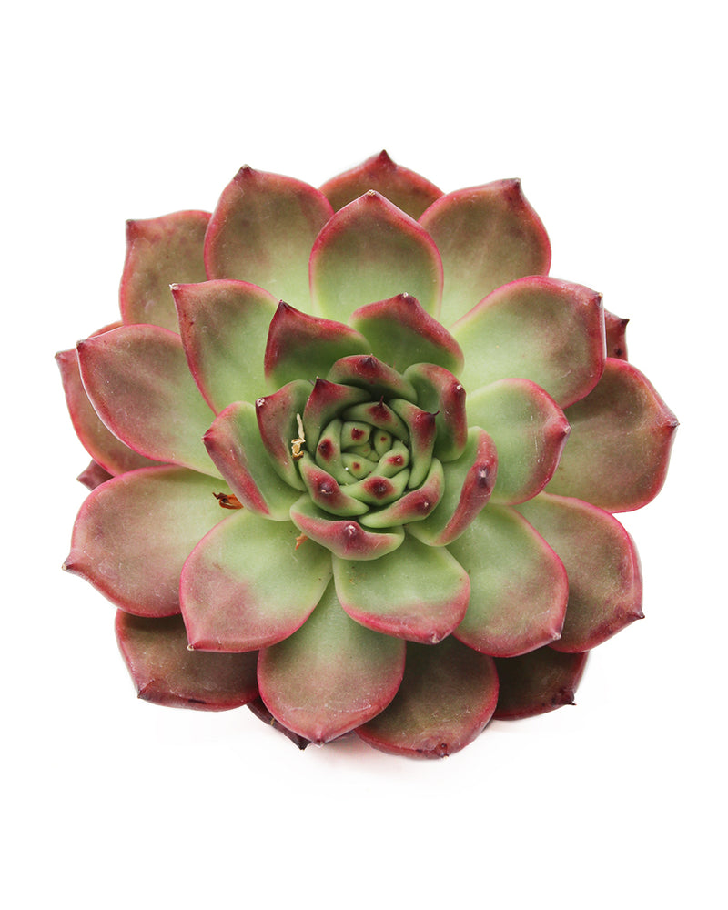 
                
                    Load image into Gallery viewer, Echeveria Armstrong
                
            