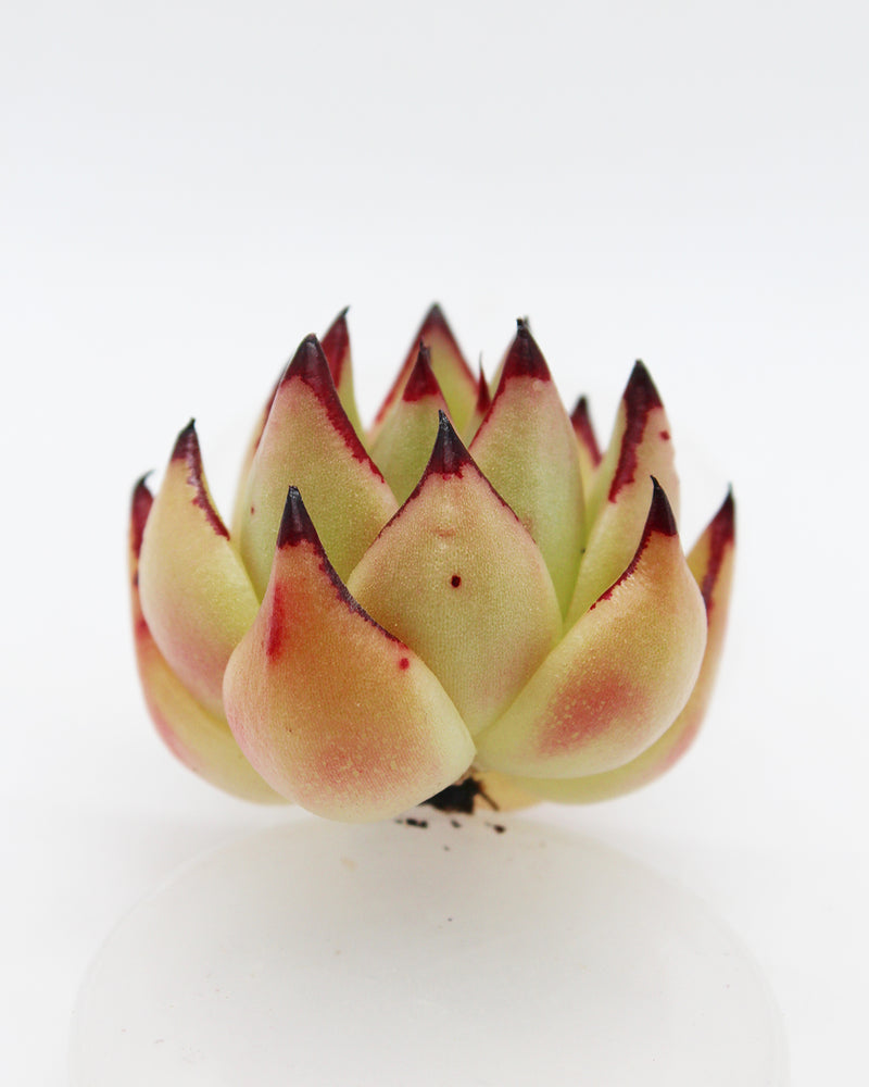 
                
                    Load image into Gallery viewer, Echeveria Atlantic Variegated
                
            